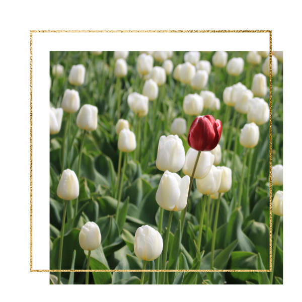 Kopie von Nele Template - Goldener Rahmen (73) Kopie von Nele Template Goldener Rahmen 73
